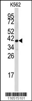 FBL Antibody (Center E120)