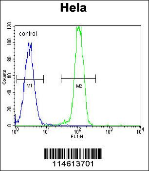 B2M Antibody (C-term)