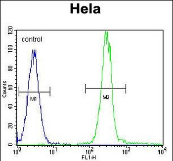 Vimentin Antibody (C-term)
