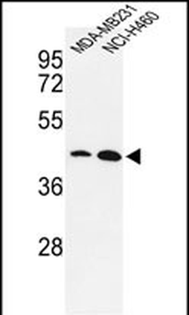 KLF4 Antibody
