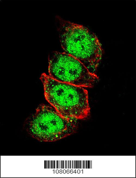 Cyclin D1 Antibody (S90)