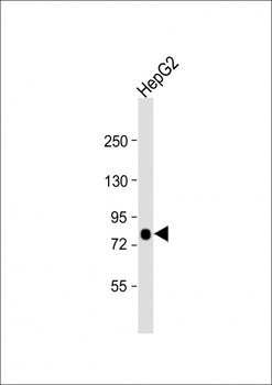 ACSL4 (FACL4) Antibody (Center)