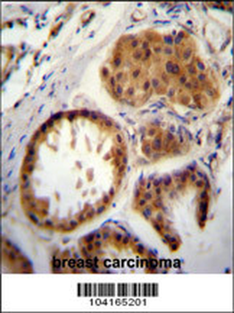 E2EPF Antibody (C-term)