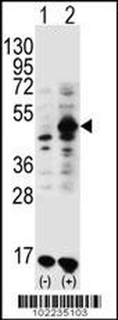 GDF9 Antibody (N-term)
