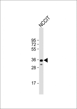 SOX2 Antibody (C265)