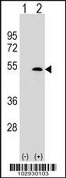 XLKD1 Antibody (N-term)