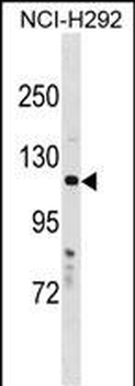 HPS5 Antibody (N-term)
