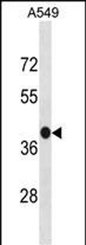GPR77 Antibody (C-term)