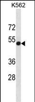 PVR Antibody (C-term)