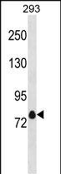 KCNA4 Antibody (C-term)
