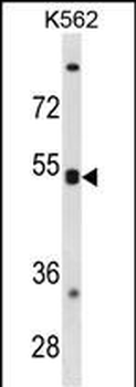 CXCR5 Antibody (N-term)