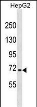 NFE2L3 Antibody(C-term)
