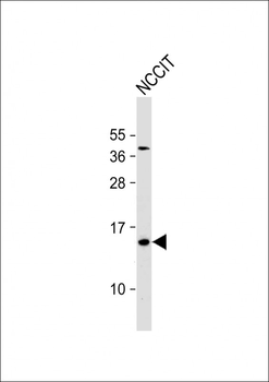 HBE1 Antibody(Center)