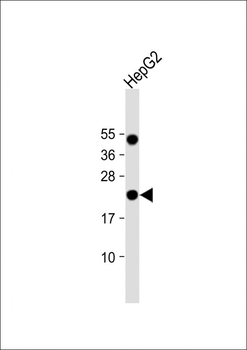 EBP Antibody(C-term)