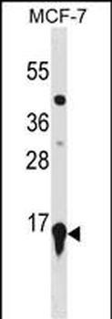 HIST2H3A Antibody(C-term)