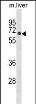 Ggt1 Antibody(N-term)
