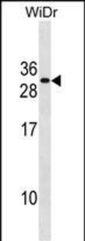 FADD Antibody(Center)
