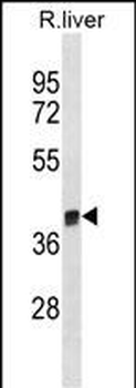 Rat Arg1 Antibody (C-term)