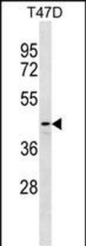 DNAJB12 Antibody(N-term)