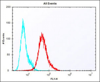 Pbk Antibody (N-term)