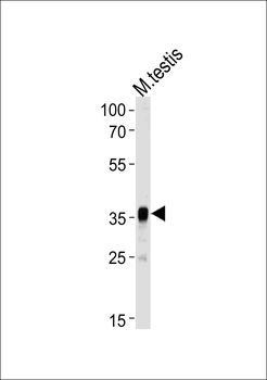 Pbk Antibody (N-term)
