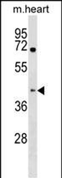 Mouse Khdrbs1 Antibody (C-term)