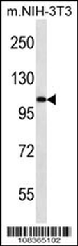 Elongin A Antibody (N-term)