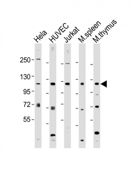 RIG-I Antibody (C-term)