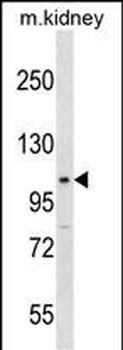 Mouse Stat2 Antibody (Center)