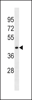 FLOT1 Antibody (N-term)