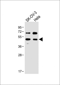 FLOT1 Antibody (N-term)