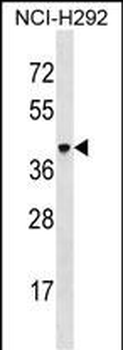 VSIG4 Antibody (C-term)