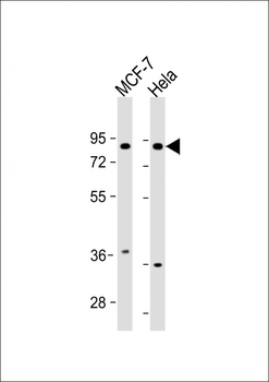 FRS2 Antibody (Center)