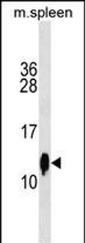 Mouse Cst3 Antibody (Center)