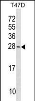 Bax Antibody (Center)