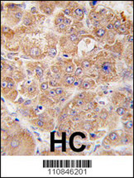 UVRAG Antibody (L133)