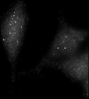 UVRAG Antibody (L133)