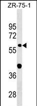 GDPD2 Antibody (Center)