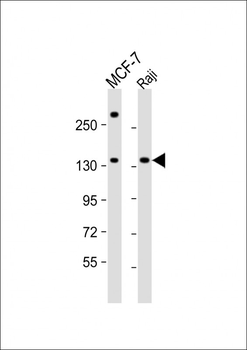 BARON Antibody (Center)