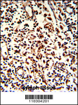 BARON Antibody (N-term)