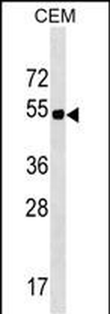 ELL3 Antibody (C-term)