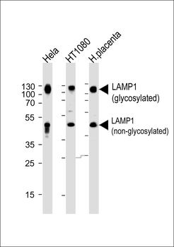 LAMP1 Antibody (N-term)