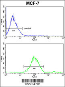 GABARAPL2 Antibody