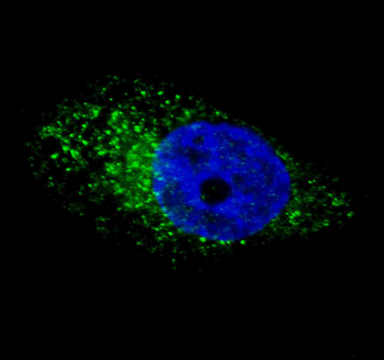 ATG16L Antibody