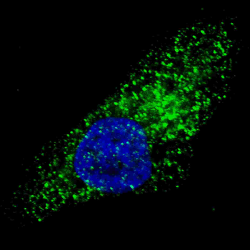 ATG9A Antibody (C-term)