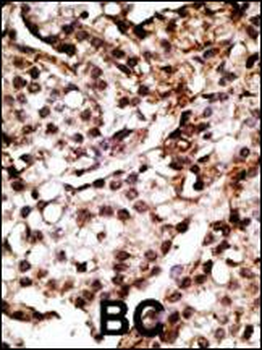 ATG7 Antibody (N-term)