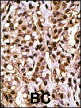 ATG4A Antibody
