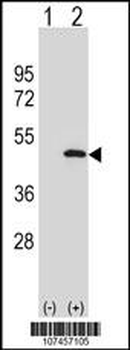 ATG3 Antibody (C-term)
