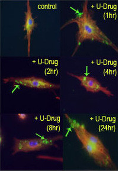Cleaved LC3B Antibody