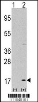 LC3 Antibody (P45)
